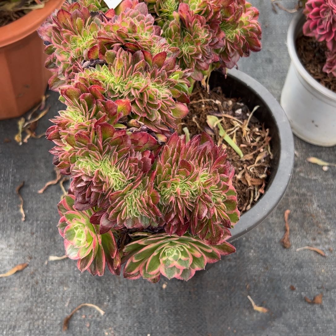 1704海王缀多肉多肉多肉