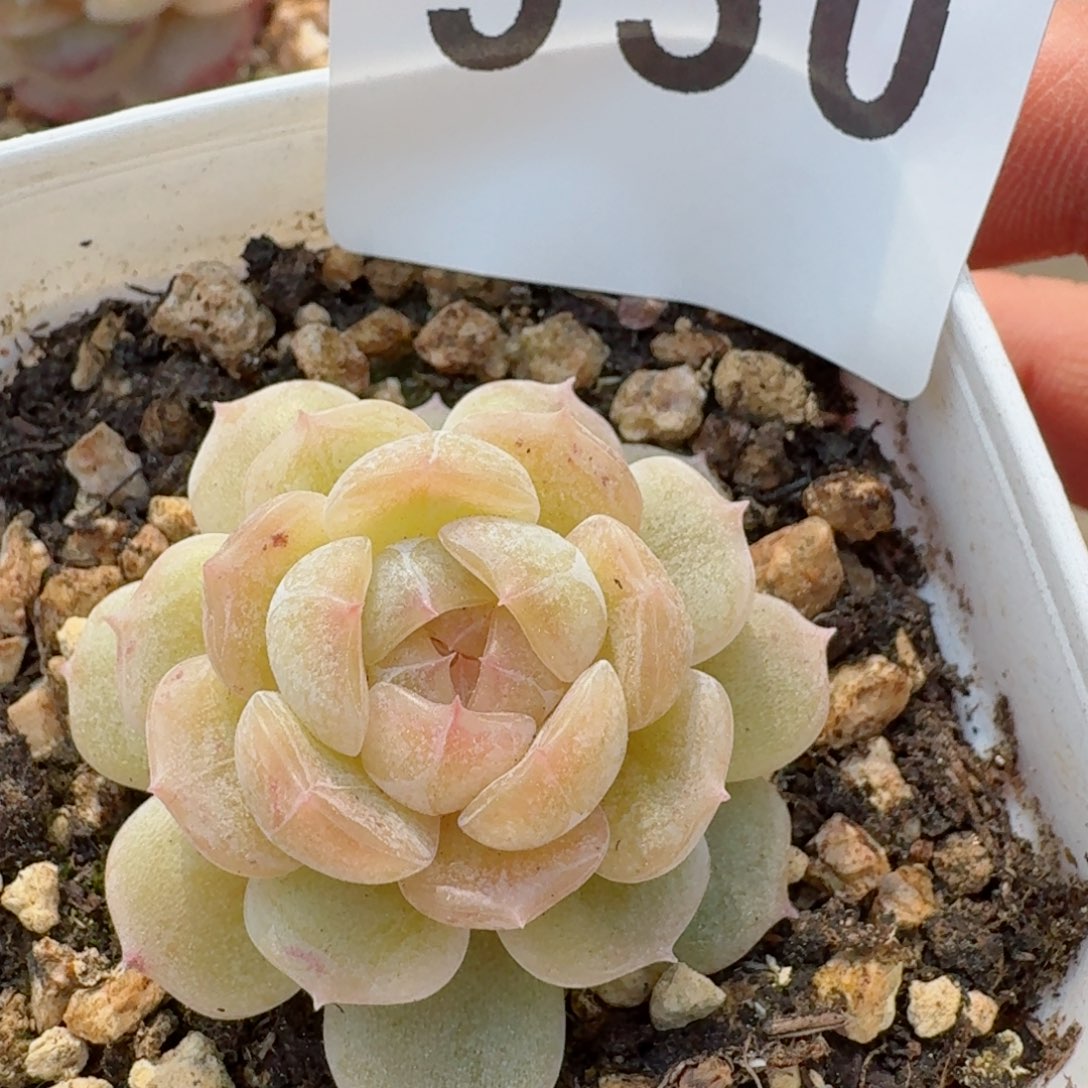 秒         精品多肉