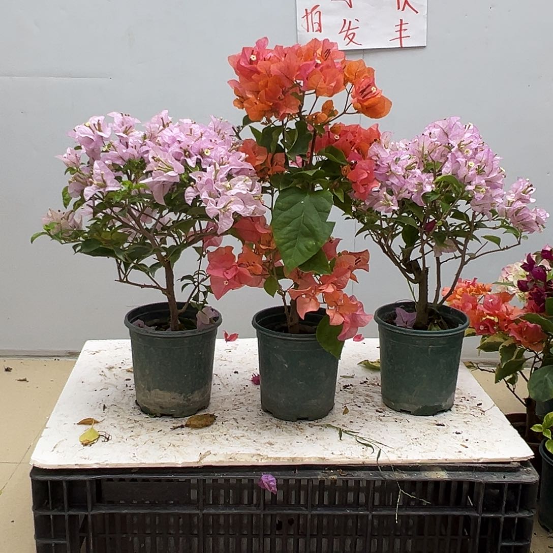 大部分花苞少量开放苹果花，波妹，丽娜组合