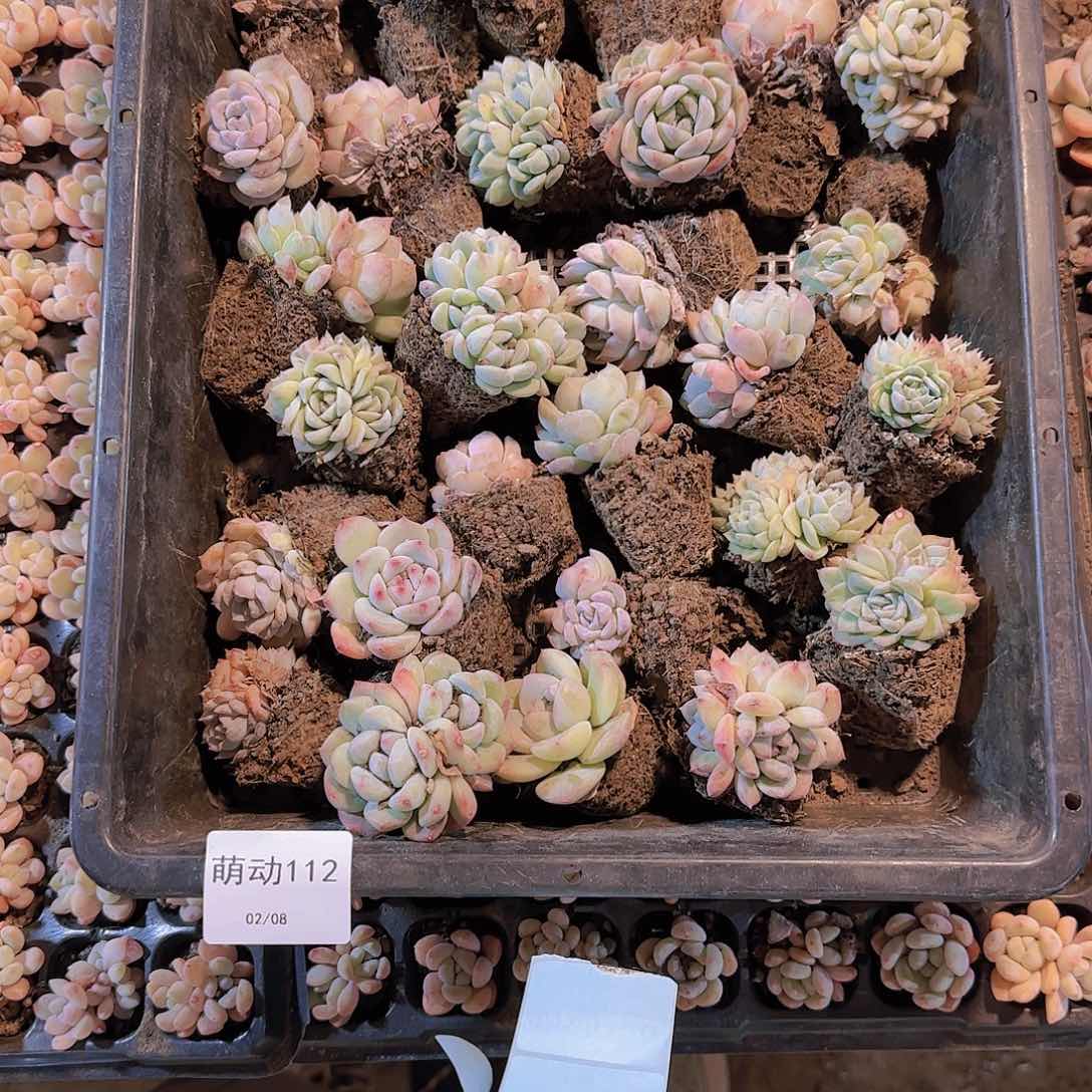 直播一物一拍多肉112