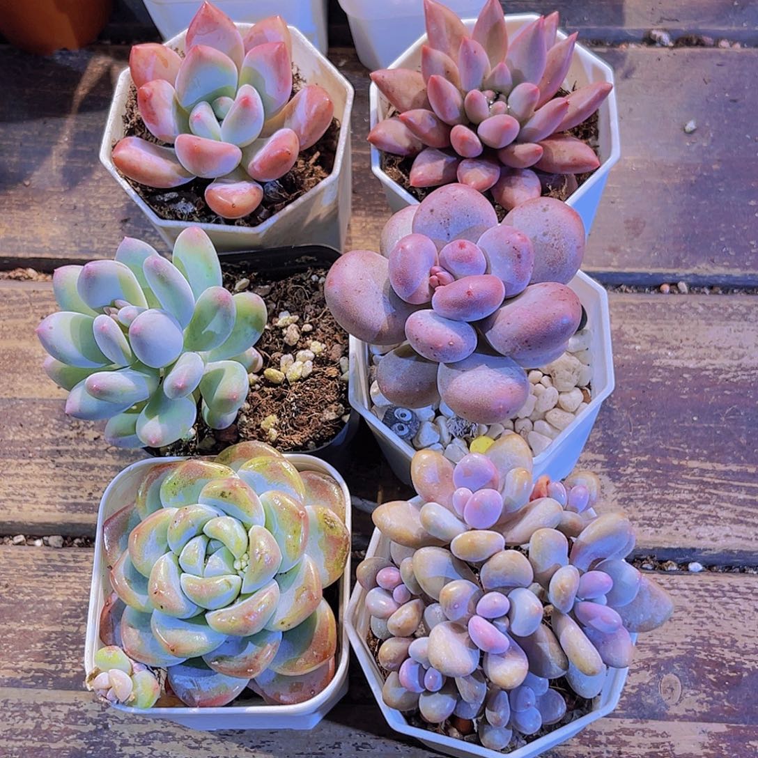 如图六盆11111111111