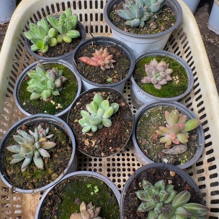 2607多肉植物一物一拍