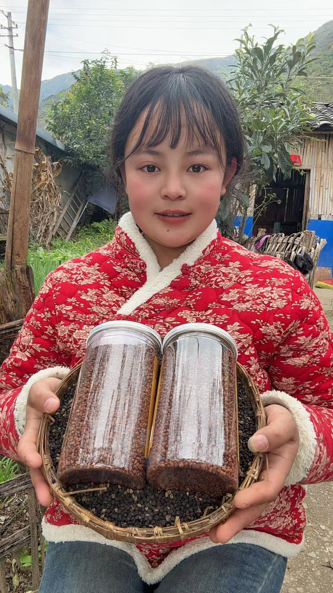 大凉山甘洛黑苦荞茶