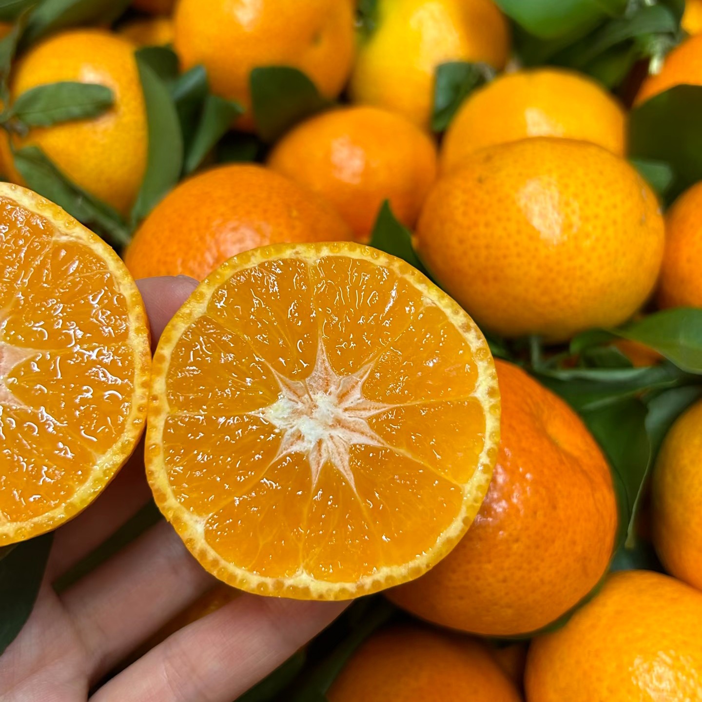 【明天到】正宗广西砂糖橘纯甜皮薄砂糖桔果园直供枝头鲜果京东多仓发货广西壮族自治区