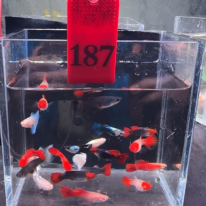 孔雀鱼187号10条