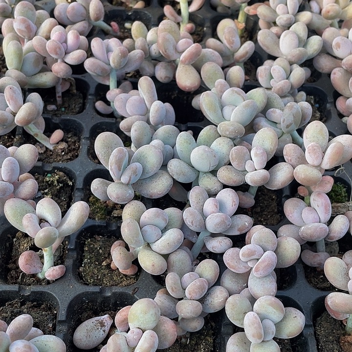 小奶酪1元带土发货