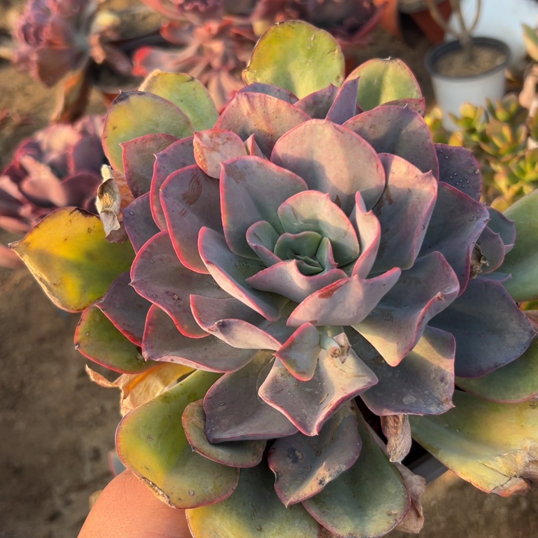 多肉植物多肉植物