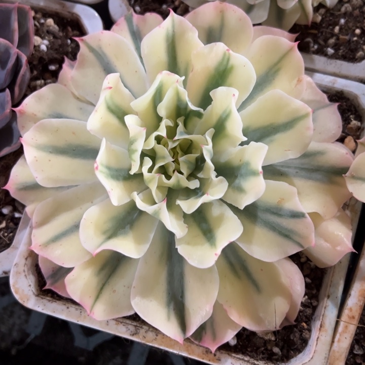 用***0海啸锦一物一拍锦龙