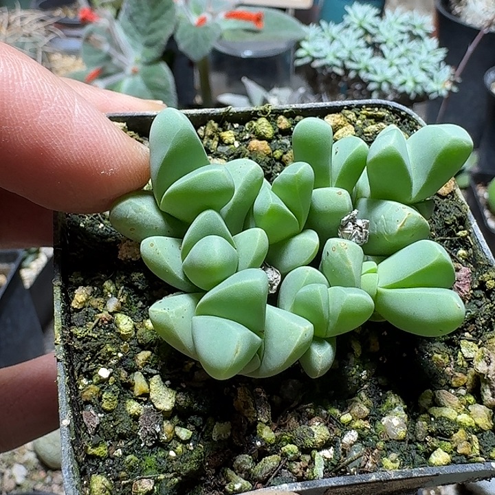 422春琴玉8头开花株脱土发货一个随机