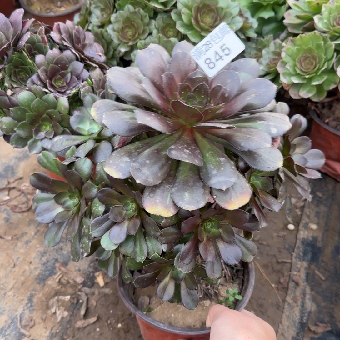 炫彩圆叶多肉845满28包邮断枝不包