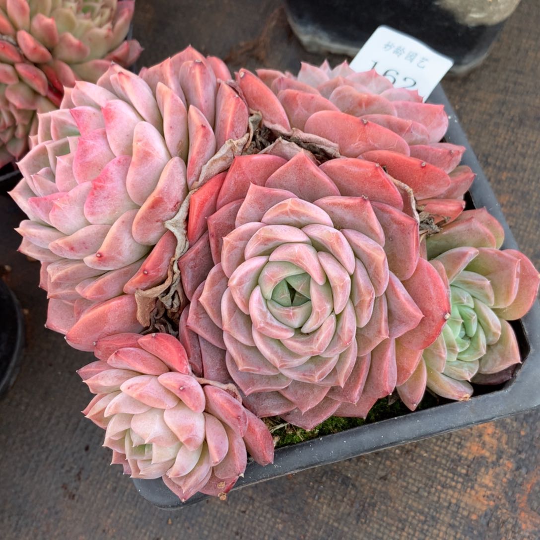 162新年快乐发发发