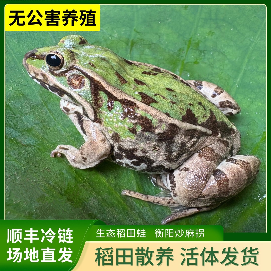 【鲜活中蛙】青蛙 衡阳鲜活麻拐 生态稻田蛙 非牛蛙 顺丰冷链