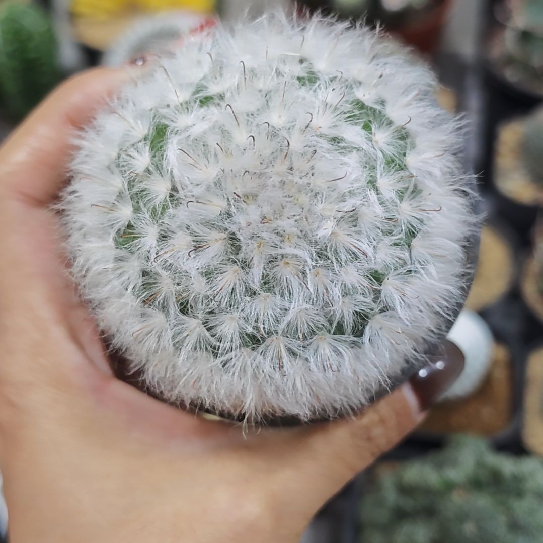 实生根白云高砂仙人球