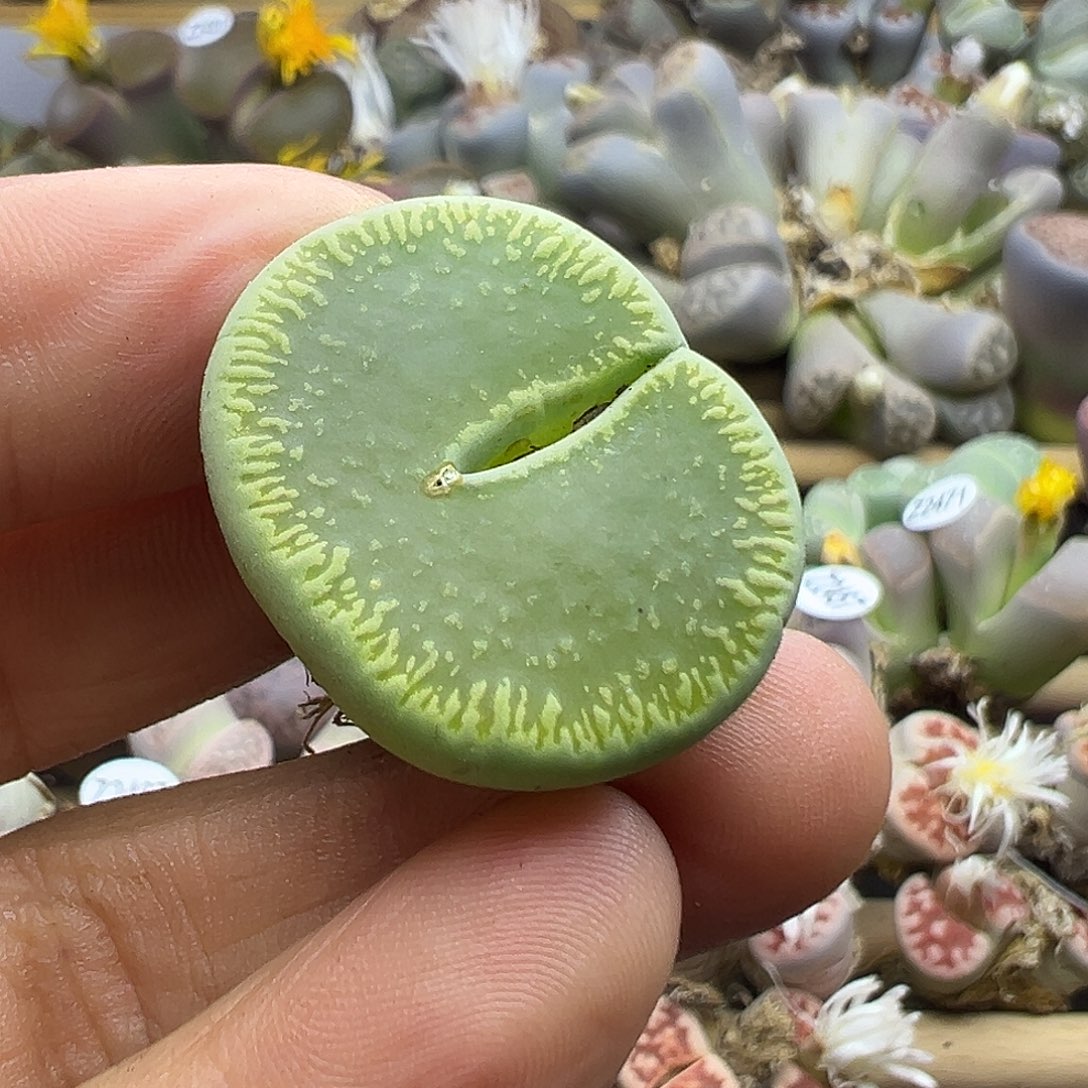 2486 生石花清货福利炸不售后