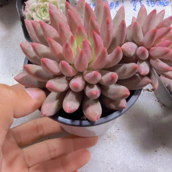 虞姬美人母本一颗