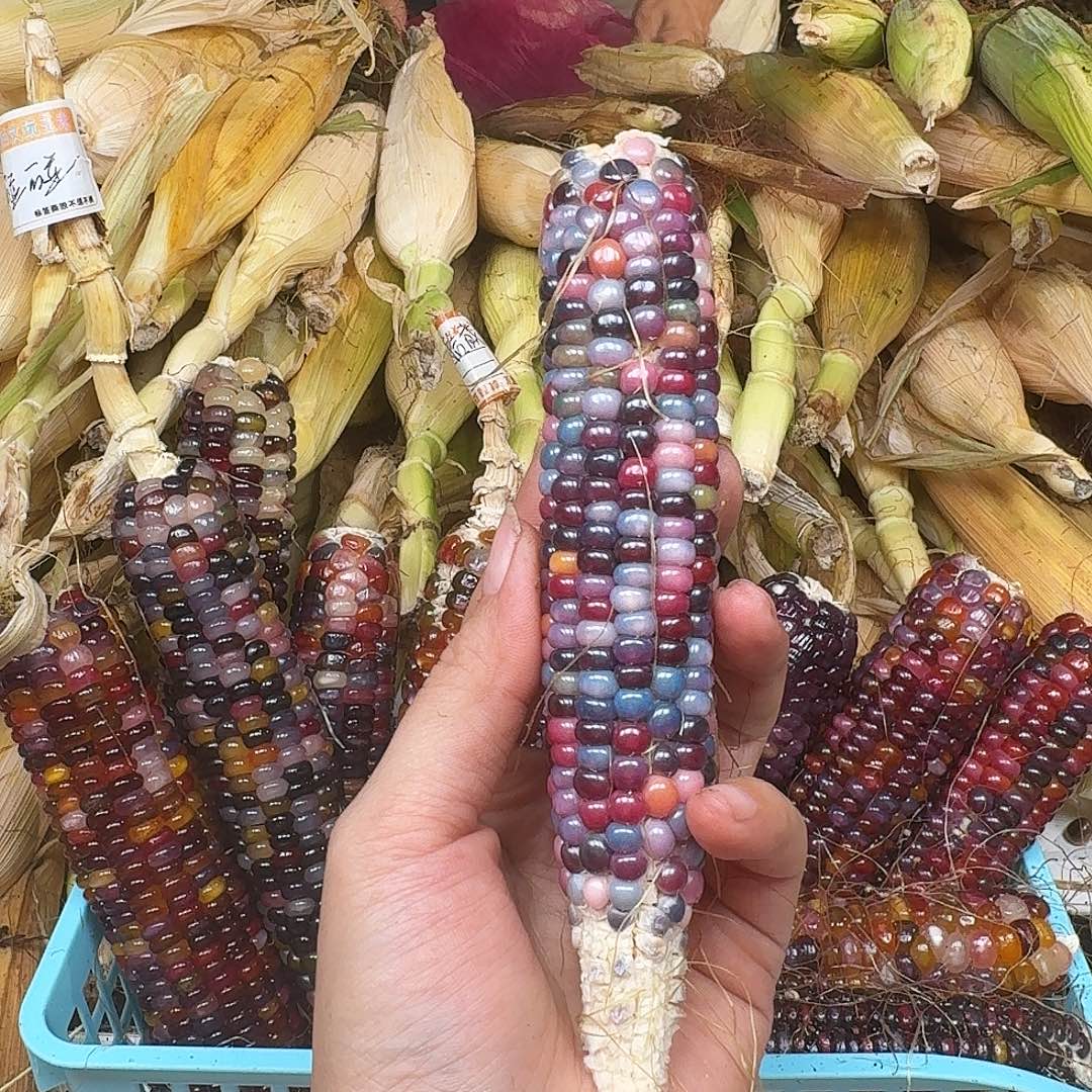 煎****梦之城独家新品梦宝