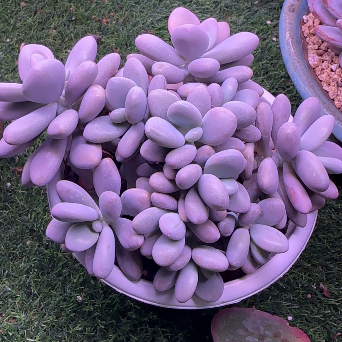 桃蛋群多肉植物的