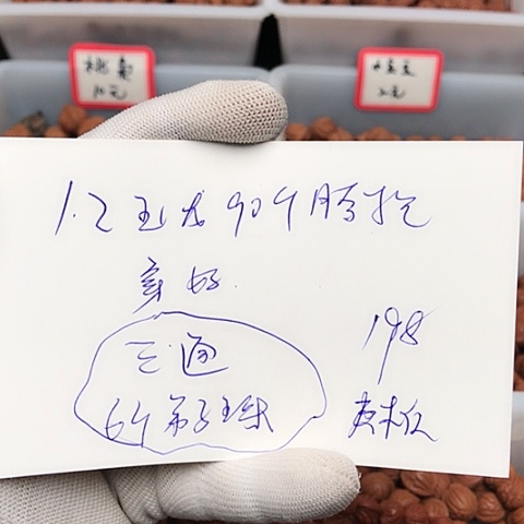 桃核吊坠然龙纹桃核的搭配