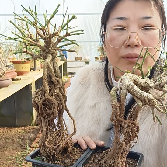 高***才完全开放三台迎春花