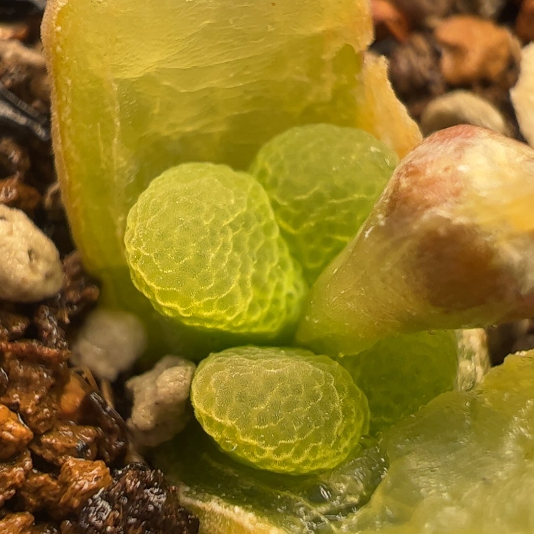 011多肉植物百科