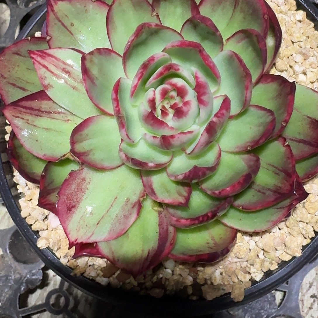 惊鸿仙子多肉植物