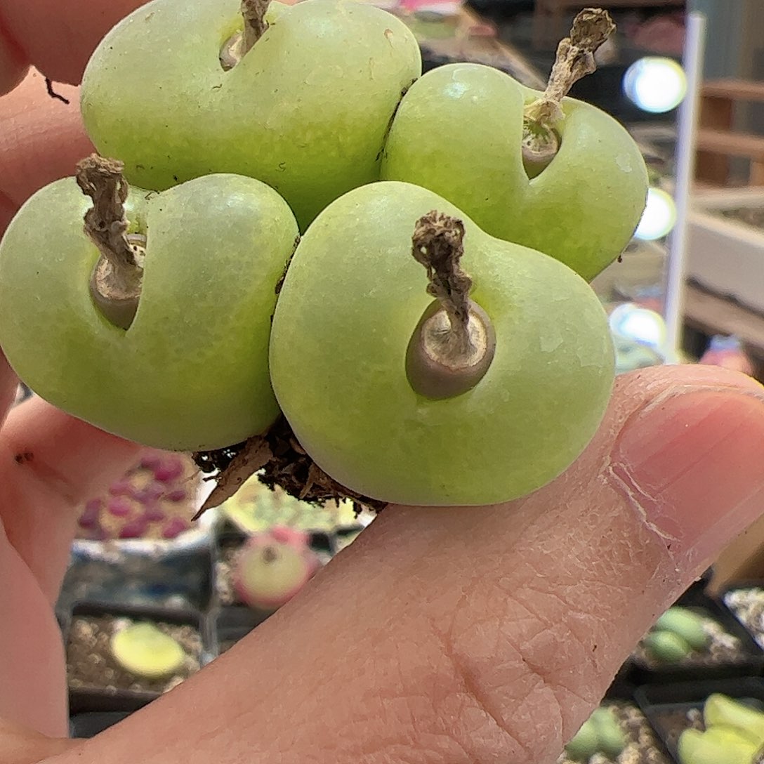 【闪购商品】265 翠光