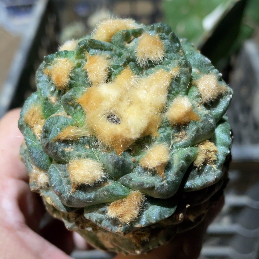 金毛龟甲牡丹906 仙人球