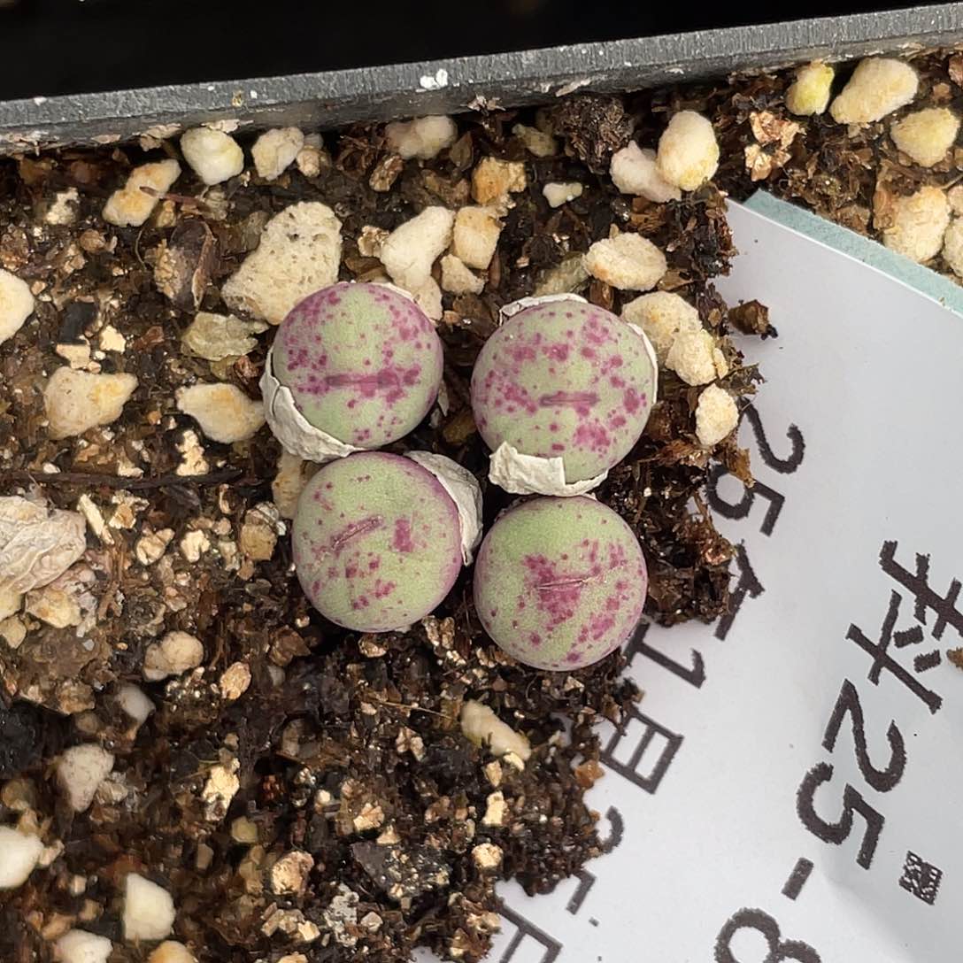 25-87嘴多肉植物