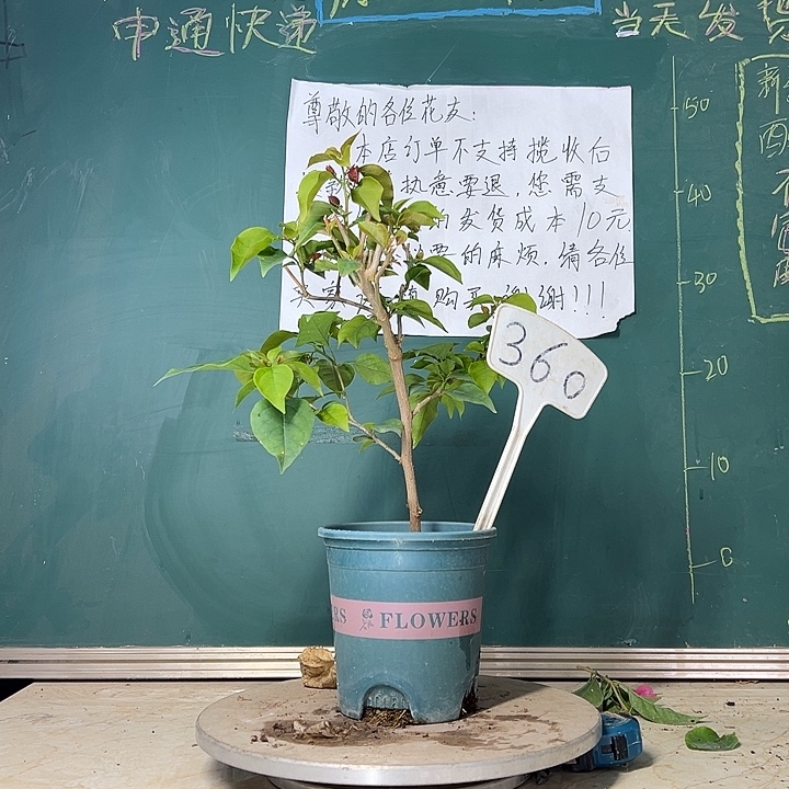 当前无花栽培后可以开花金色光辉返红花  360