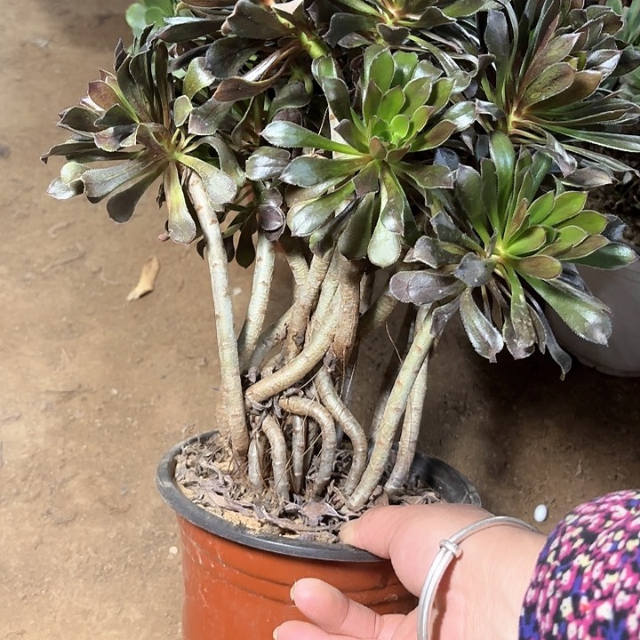 多肉植物法师灰法妖桩10