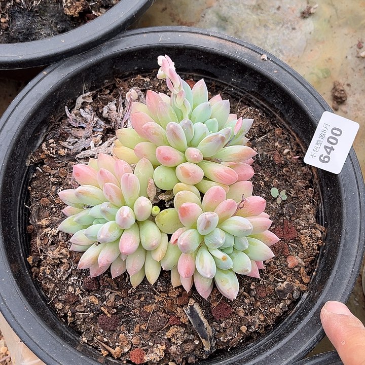 阿雅园艺。     6400奶糖