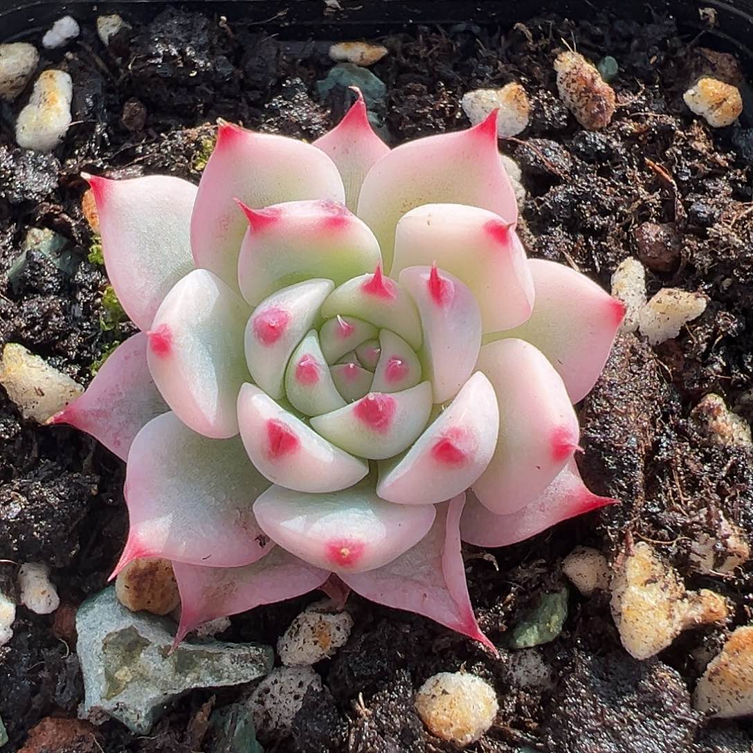 吉娃娃锦，覆轮锦