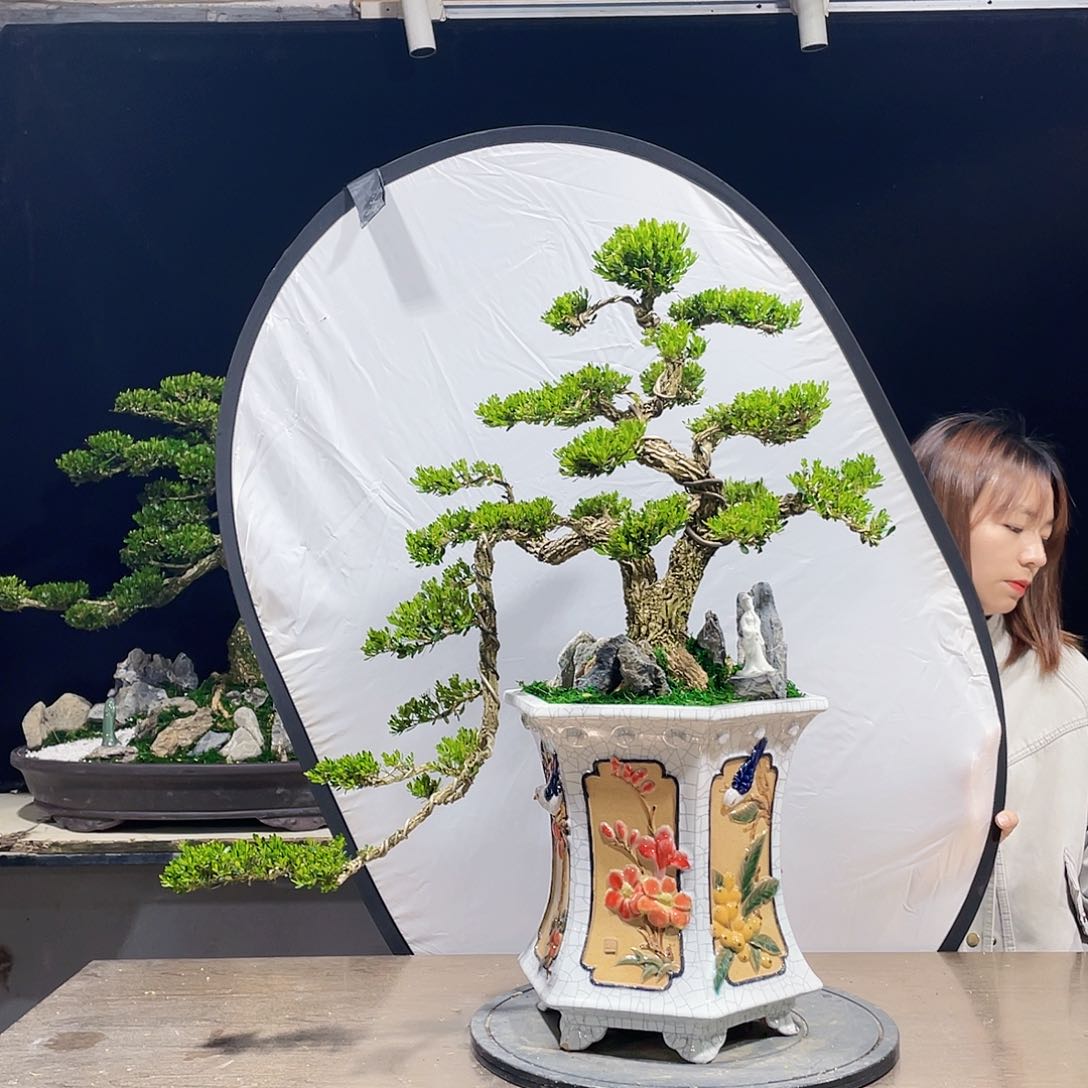 完全开放黄杨盆景四季常青