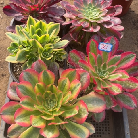 766多肉植物组合
