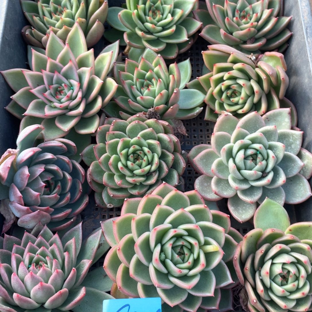 一筐特价福利不售后2726