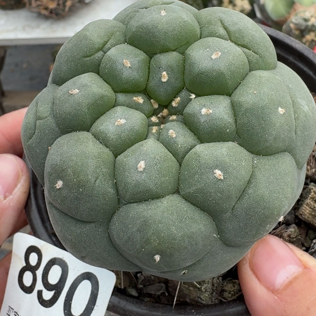 【闪购商品】大尤鲜890