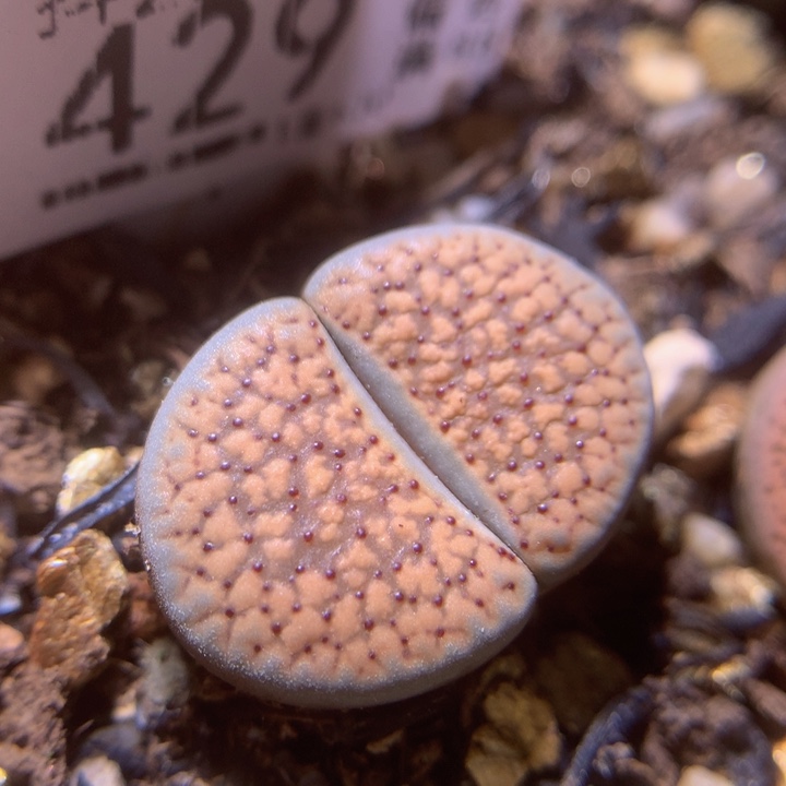 精品生石花25.429