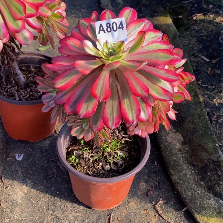 前*生美亚多肉植物804