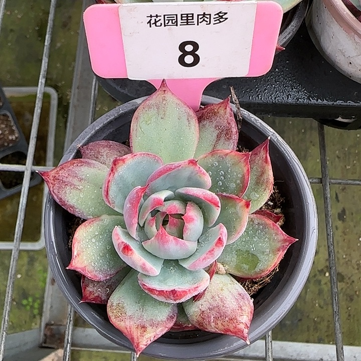 8 惊鸿仙子多肉植物6-9cm