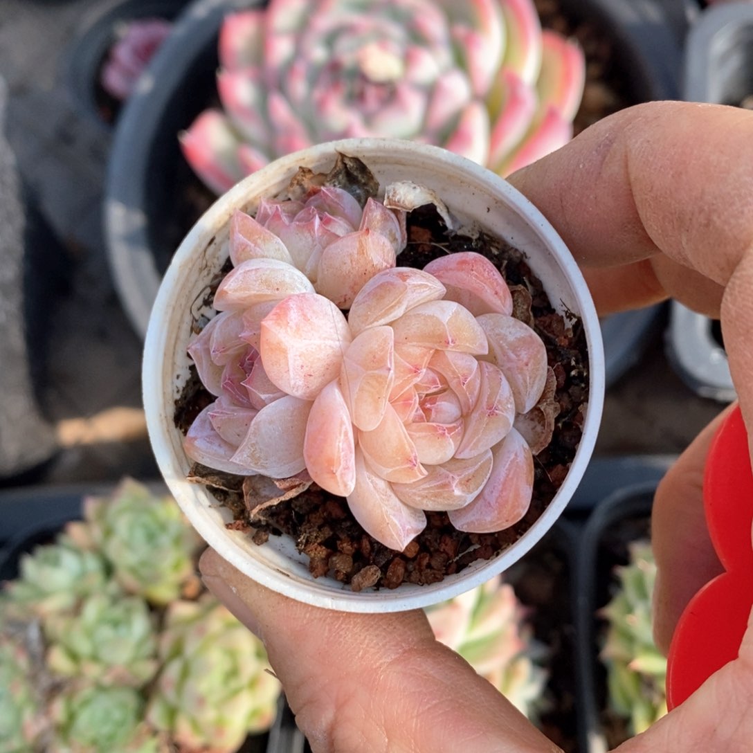 精品多肉一物一拍不包整20