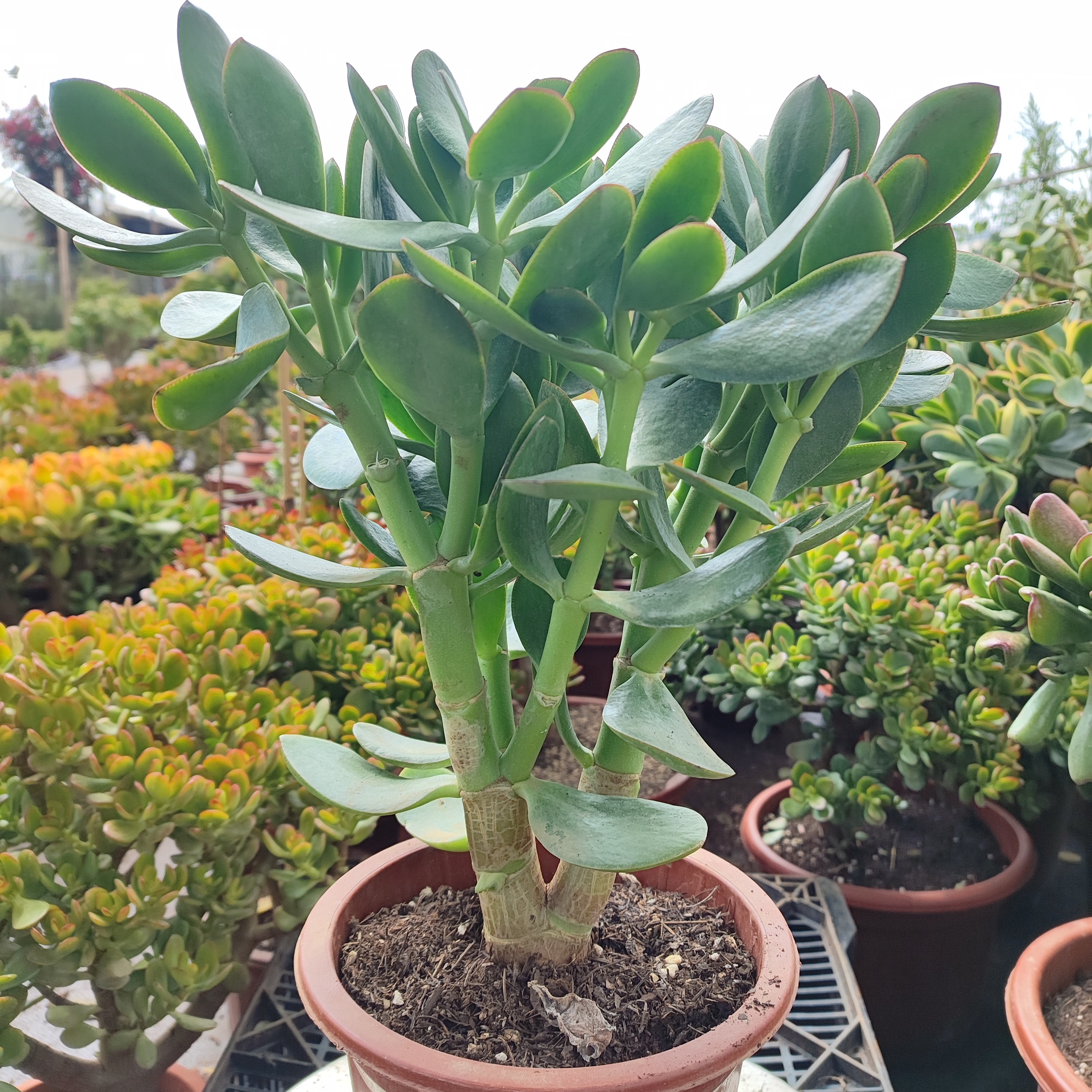 大叶红边绿叶玉树盆栽老桩多肉植物室内阳台观赏净化空气花卉