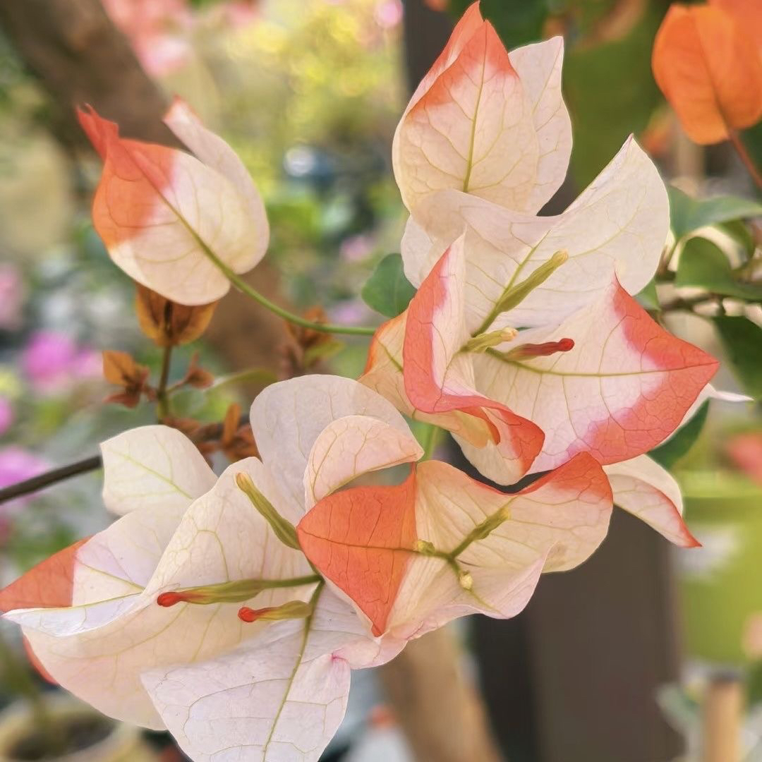 橙口红三角梅稀有贵货勤花带盆种好发货四季开花阳台庭院