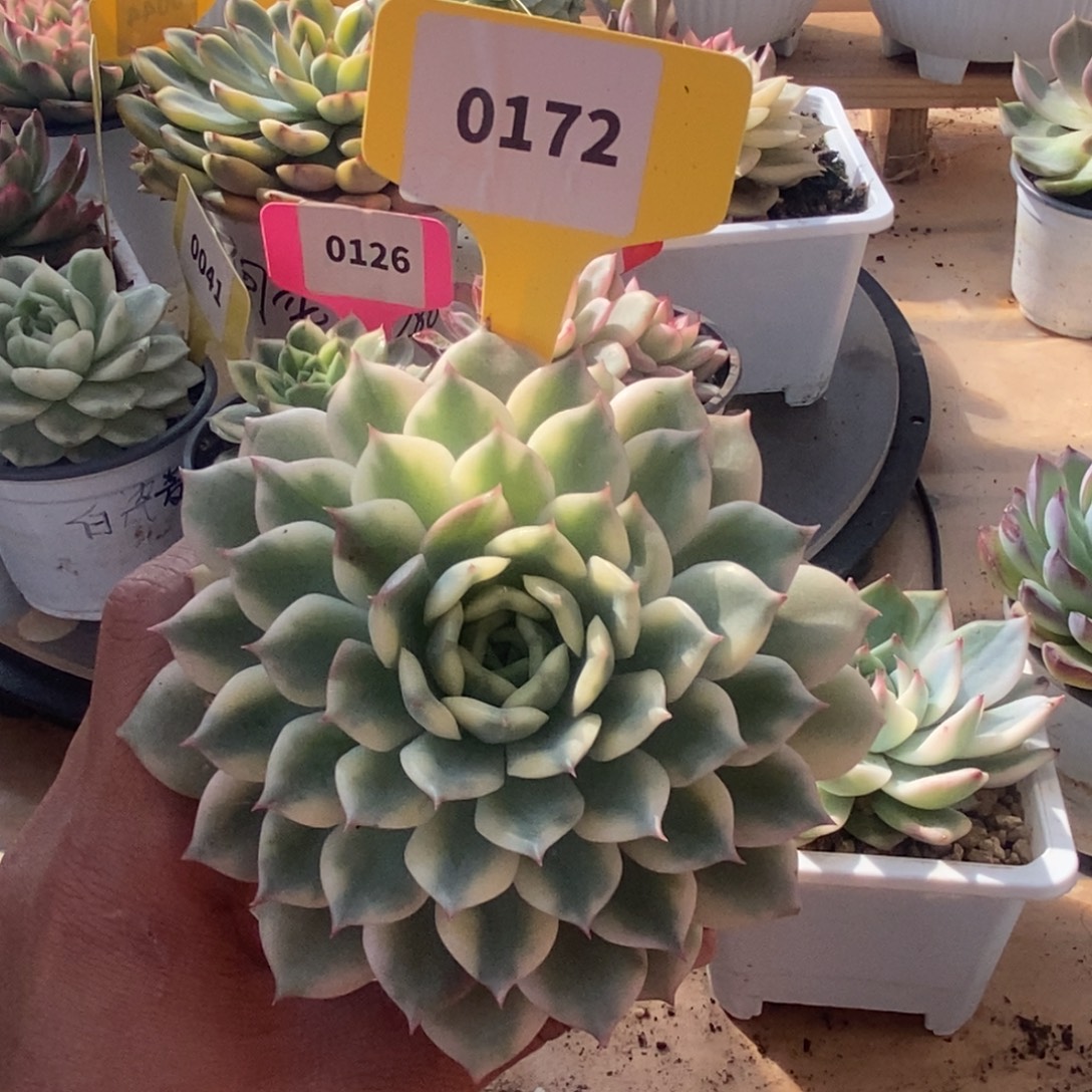 172爱丽儿哈哈哈哈哈