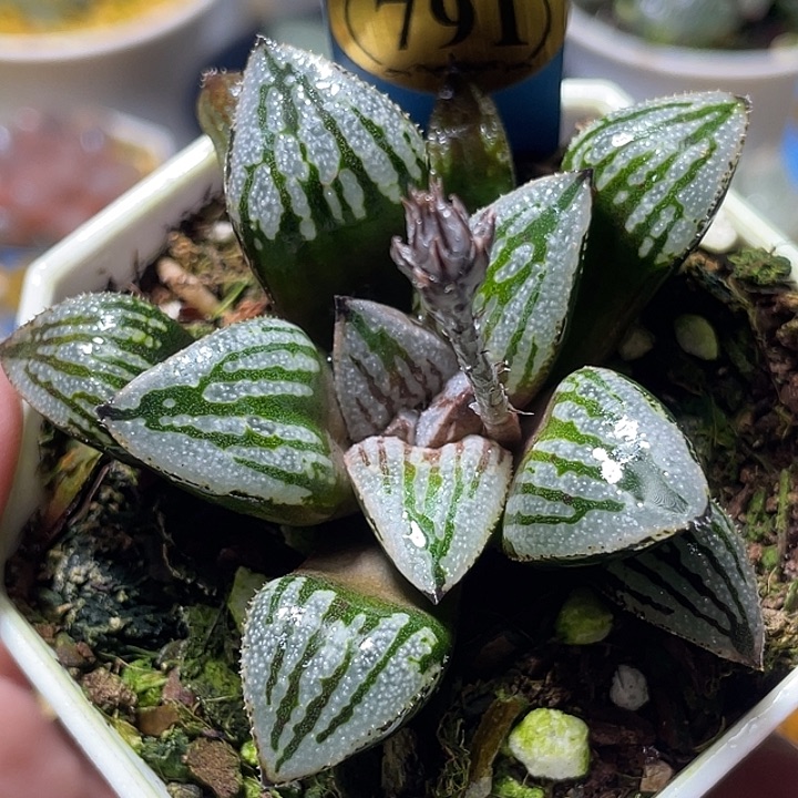 791快克特选福利一物