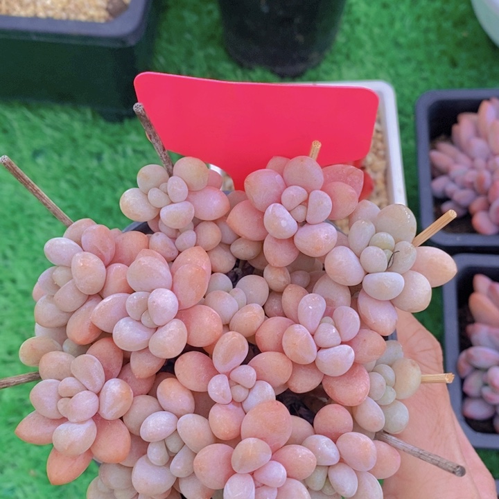 多肉植物，开心多肉，粉丝福利场