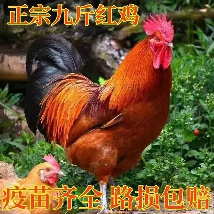 散养大公鸡九斤红红公鸡宠物鸡半斤左右发货活体