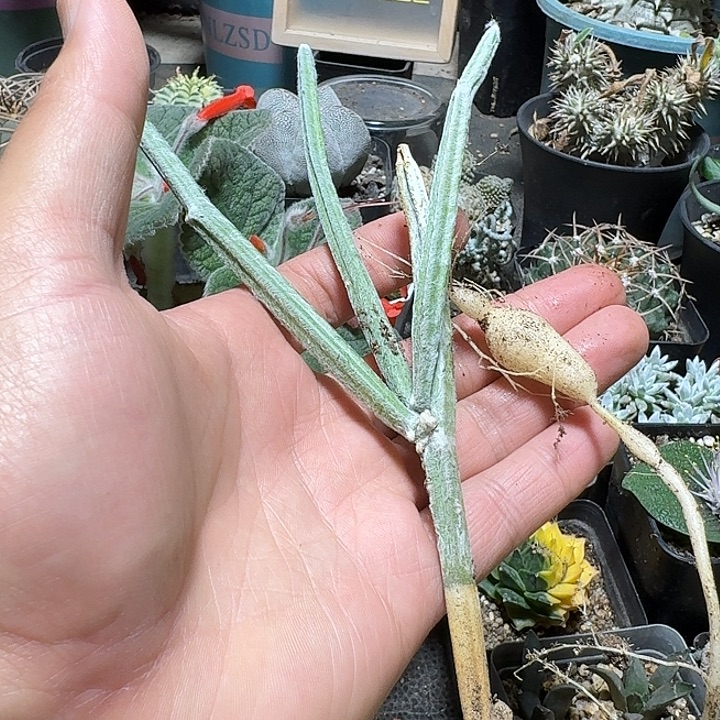 夙***歌465棉花棒脱土发货
