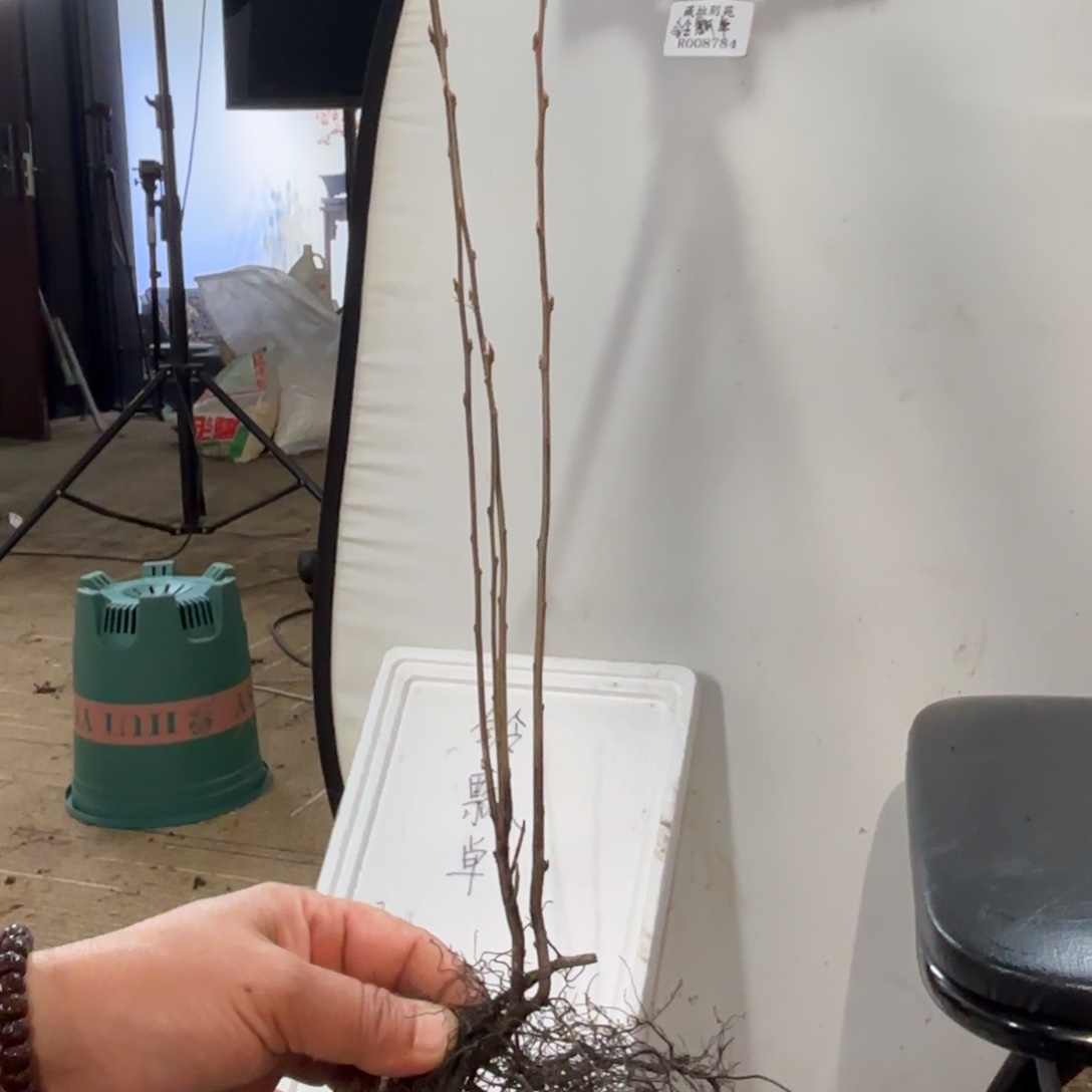 雷***哈哈哈哈哈哈铃瓢单