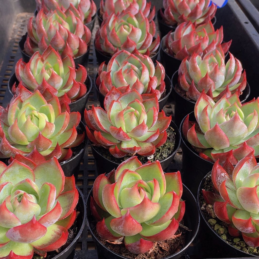 量拍31号 惊鸿仙子单头一个