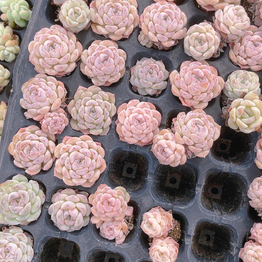 小菊花5个穴满25包邮